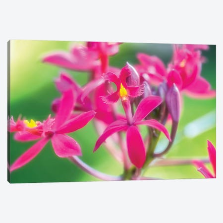 Pink Orchid Flower Canvas Print #GLM294} by Glauco Meneghelli Canvas Print