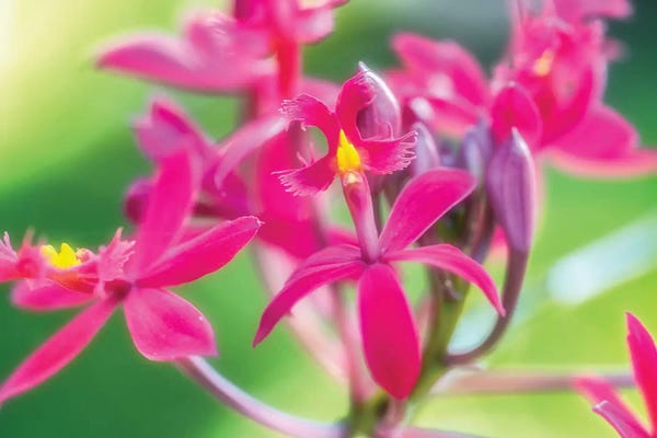 Orchids: Pink Orchid Flower by Glauco Meneghelli