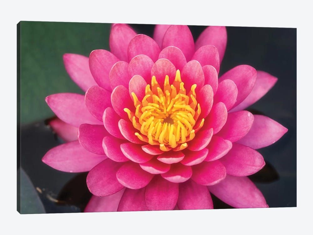 Pink Lotus Flower Canvas Wall Art by Glauco Meneghelli