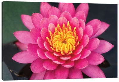 Pink Lotus Flower Canvas Art Print - Glauco Meneghelli