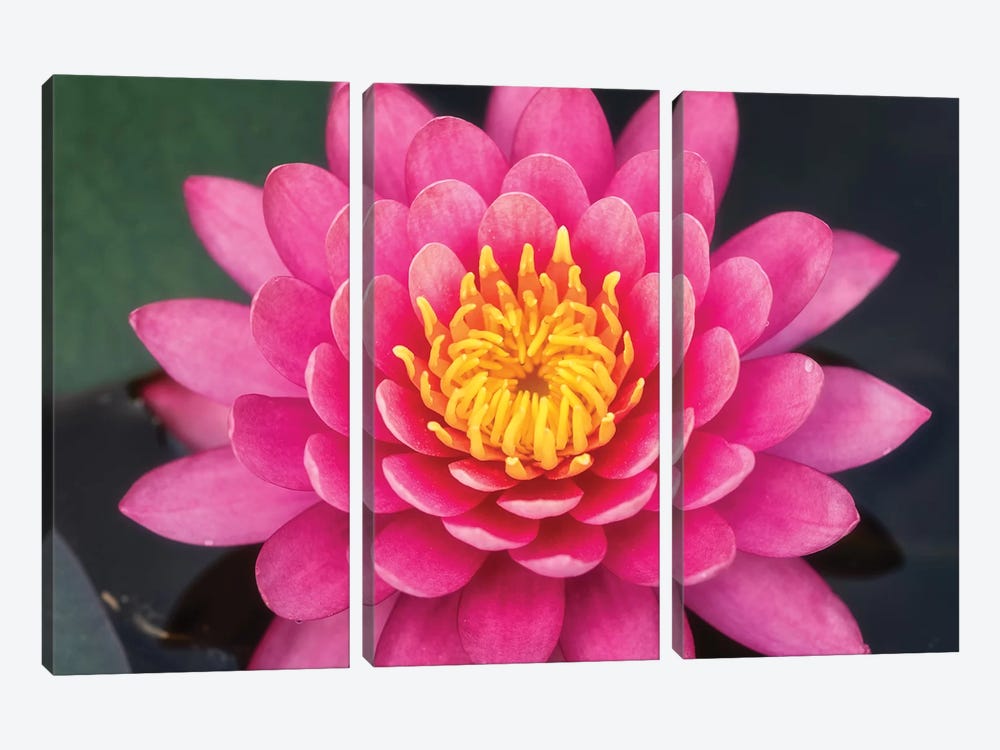 Pink Lotus Flower by Glauco Meneghelli 3-piece Canvas Artwork