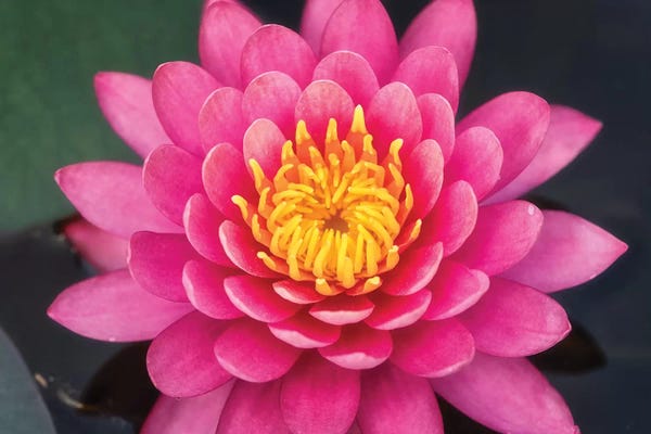 Lotuses: Pink Lotus Flower by Glauco Meneghelli