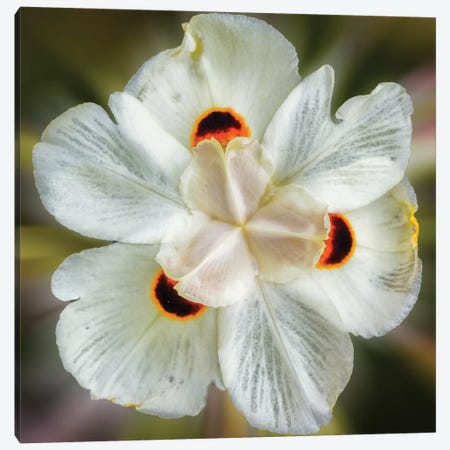Close Up Of A White Flower Canvas Print #GLM298} by Glauco Meneghelli Canvas Artwork