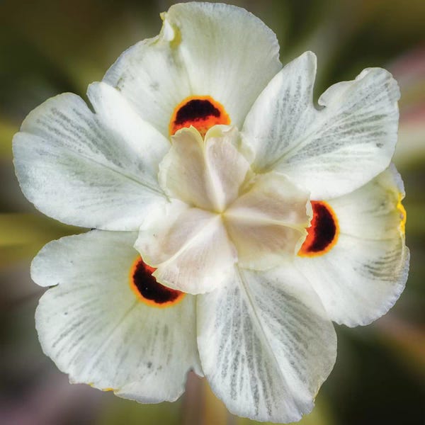 Glauco Meneghelli: Close Up Of A White Flower by Glauco Meneghelli