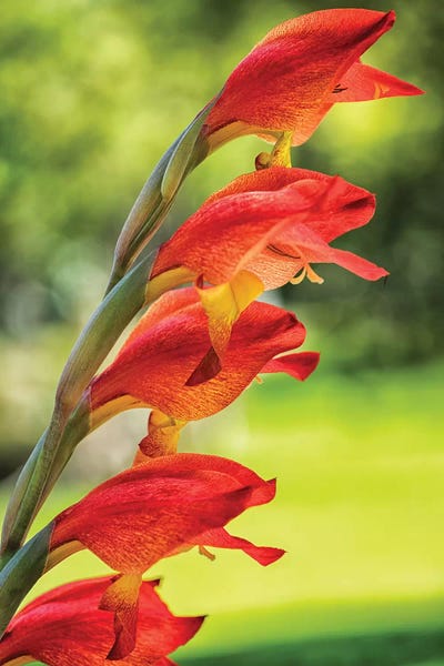 Glauco Meneghelli: Red Tropical Flower by Glauco Meneghelli