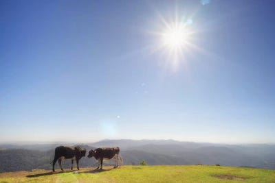 Cows by Glauco Meneghelli canvas print