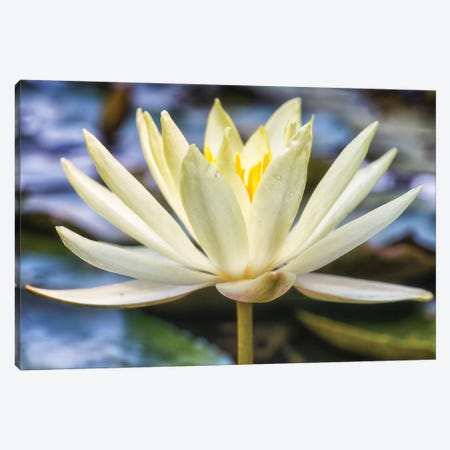 White Water Lily Canvas Print #GLM300} by Glauco Meneghelli Canvas Artwork