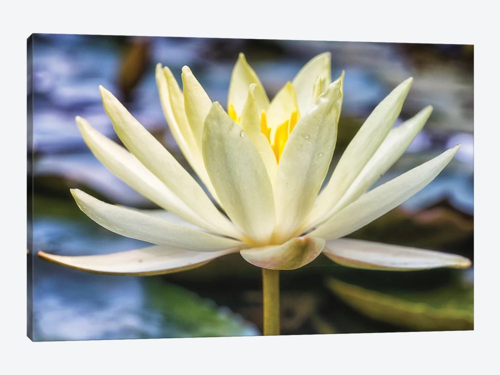 White Water Lily by Glauco Meneghelli 1-piece Art Print