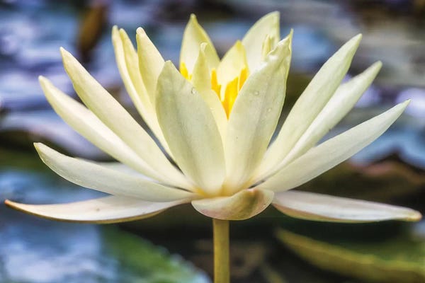 Lilies: White Water Lily by Glauco Meneghelli