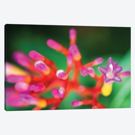 Close Up Of Pink Flower Canvas Print #GLM301} by Glauco Meneghelli Canvas Artwork