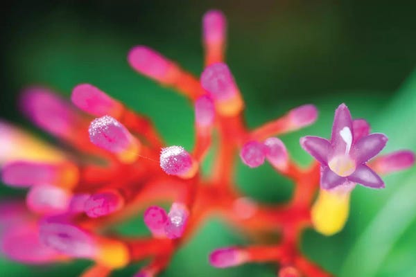Glauco Meneghelli: Close Up Of Pink Flower by Glauco Meneghelli