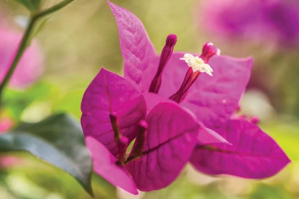 Glauco Meneghelli: Pink Flowers In The Garden by Glauco Meneghelli