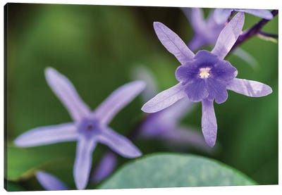 Purple Flower Of A Flower Canvas Art Print - Glauco Meneghelli
