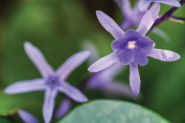 Glauco Meneghelli: Purple Flower Of A Flower by Glauco Meneghelli