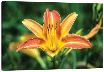 Orange Lily In The Garden Canvas Art Print - Lily Art