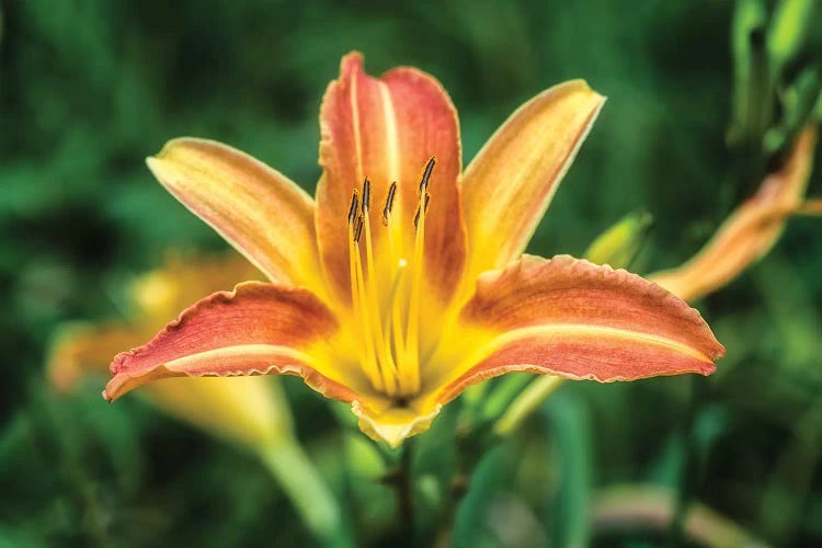 Orange Lily In The Garden