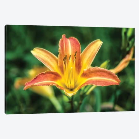 Orange Lily In The Garden Canvas Print #GLM304} by Glauco Meneghelli Canvas Print