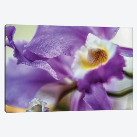Orchid Purple Iris Flower Canvas Print #GLM305} by Glauco Meneghelli Art Print