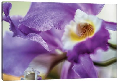 Orchid Purple Iris Flower Canvas Art Print - Iris Art