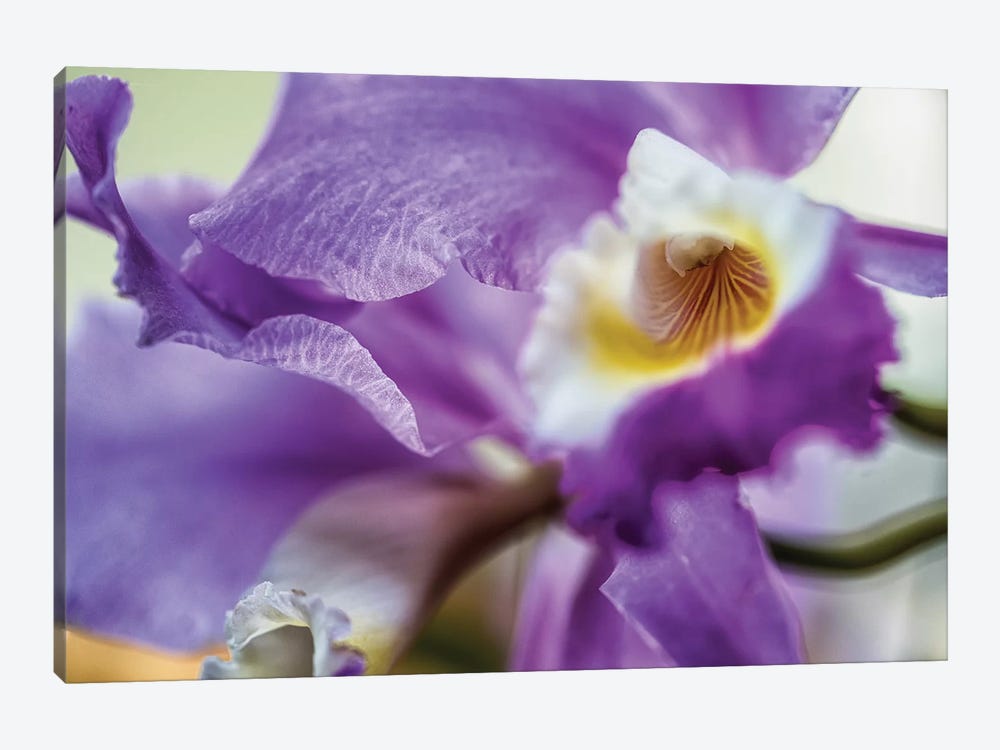 Orchid Purple Iris Flower by Glauco Meneghelli 1-piece Canvas Wall Art