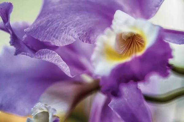 Irises: Orchid Purple Iris Flower by Glauco Meneghelli