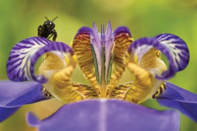 Bee On Purple Flower by Glauco Meneghelli canvas print