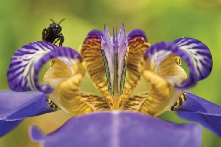 Bee On Purple Flower