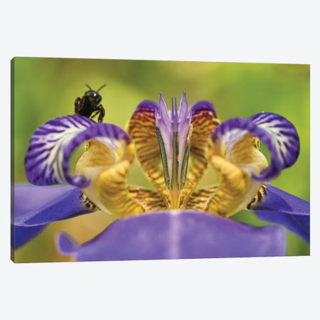 Bee On Purple Flower Canvas Print #GLM306} by Glauco Meneghelli Art Print