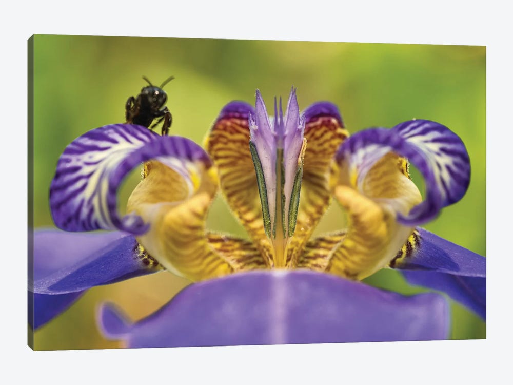 Bee On Purple Flower by Glauco Meneghelli 1-piece Art Print