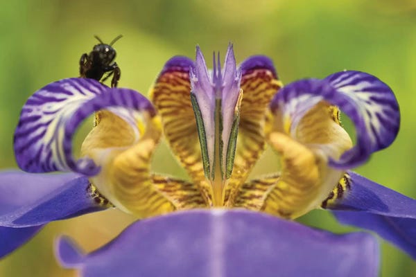 Glauco Meneghelli: Bee On Purple Flower by Glauco Meneghelli