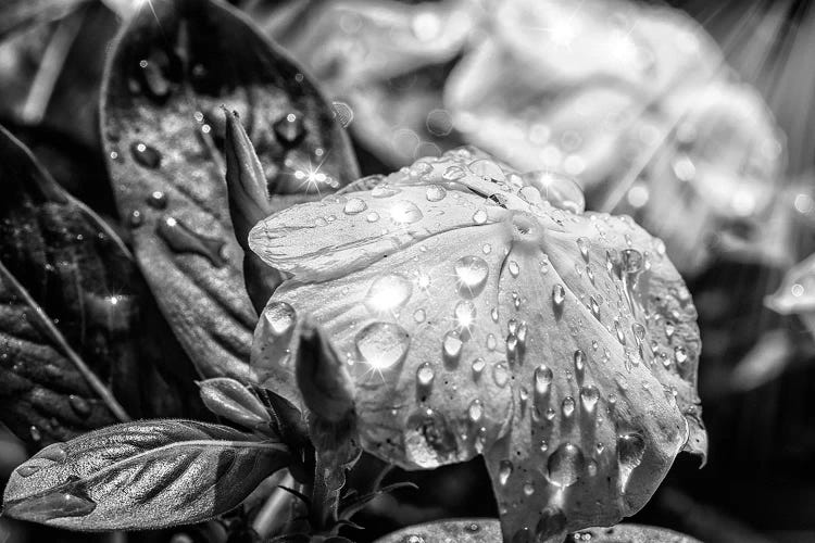 Black And White Flower