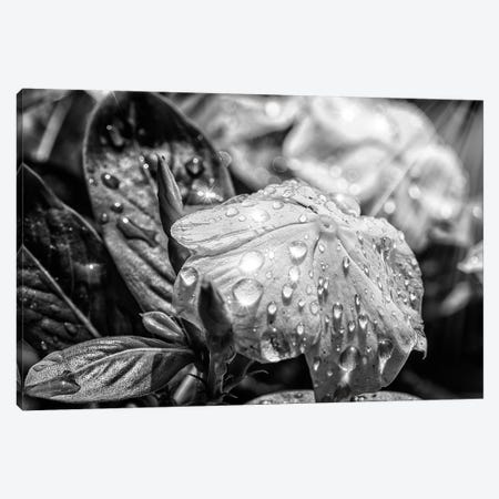 Black And White Flower Canvas Print #GLM308} by Glauco Meneghelli Canvas Wall Art