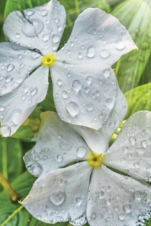 Water Drops On A White Flower