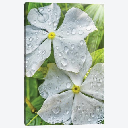 Water Drops On A White Flower Canvas Print #GLM309} by Glauco Meneghelli Canvas Wall Art