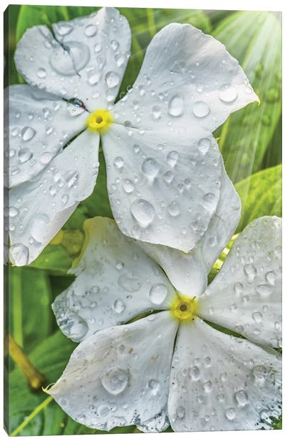 Water Drops On A White Flower Canvas Art Print - Glauco Meneghelli