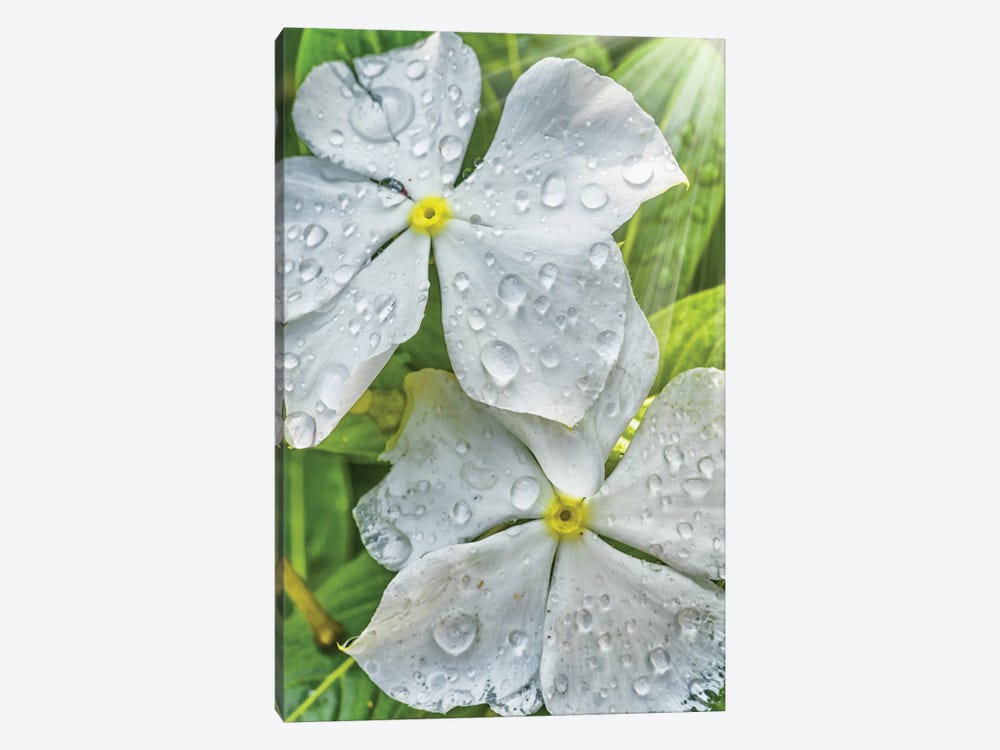 Water Drops On A White Flower by Glauco Meneghelli 1-piece Canvas Artwork