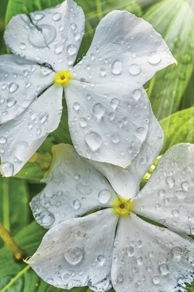 Glauco Meneghelli: Water Drops On A White Flower by Glauco Meneghelli