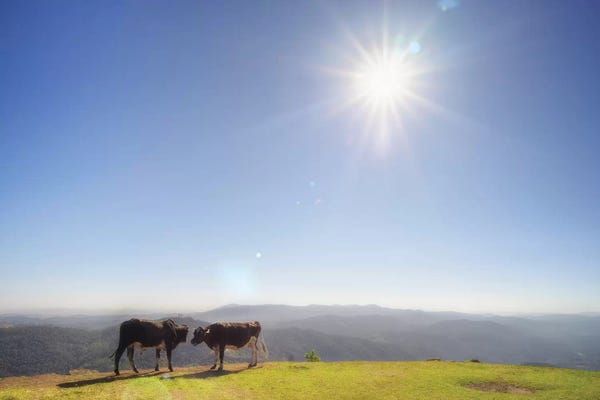 Glauco Meneghelli: Cows by Glauco Meneghelli