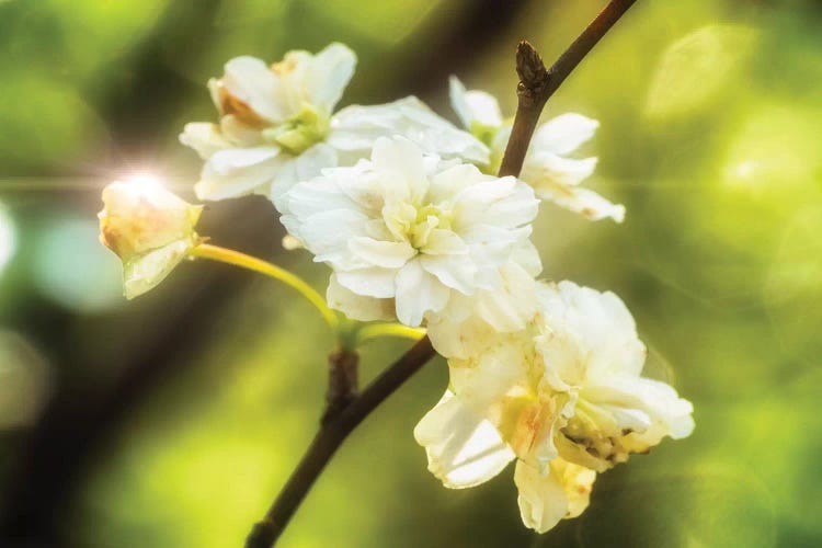 Close Up Of A White Flower #2