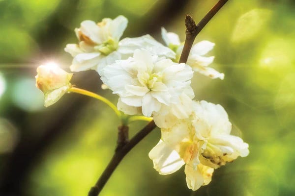 Glauco Meneghelli: Close Up Of A White Flower #2 by Glauco Meneghelli