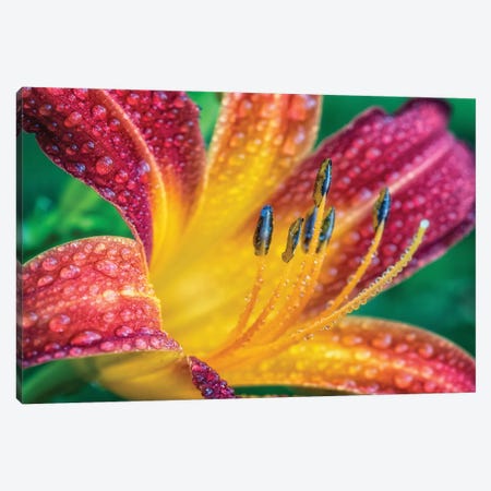 Close Up Of A Flower Canvas Print #GLM311} by Glauco Meneghelli Art Print
