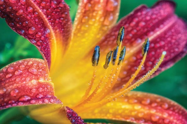 Glauco Meneghelli: Close Up Of A Flower by Glauco Meneghelli