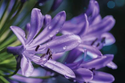 Lilium Flower by Glauco Meneghelli art print