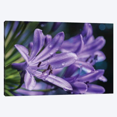 Lilium Flower Canvas Print #GLM312} by Glauco Meneghelli Canvas Art Print