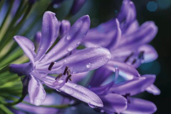 Glauco Meneghelli: Lilium Flower by Glauco Meneghelli