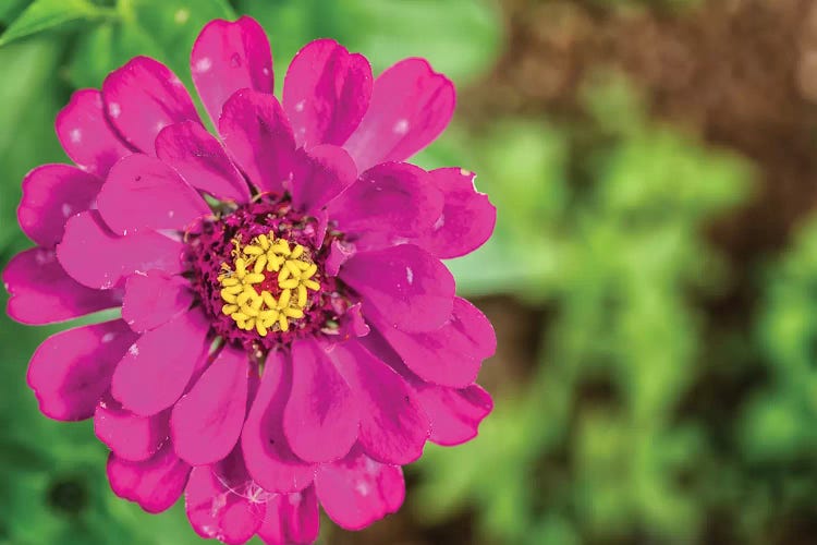 Pink Dahlia Flower