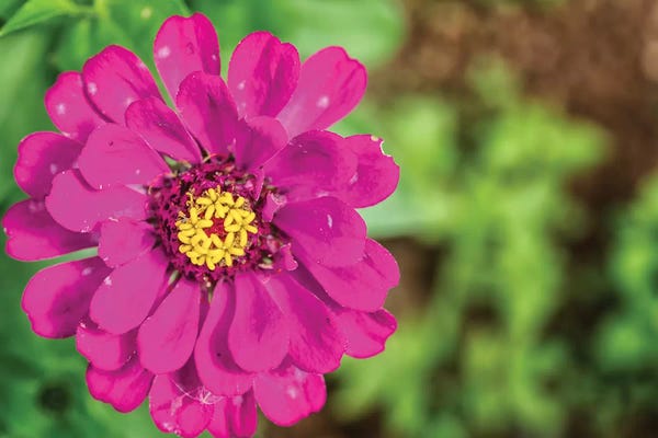 Dahlias: Pink Dahlia Flower by Glauco Meneghelli