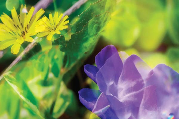 Glauco Meneghelli: Blue And Yellow Flower Dd by Glauco Meneghelli