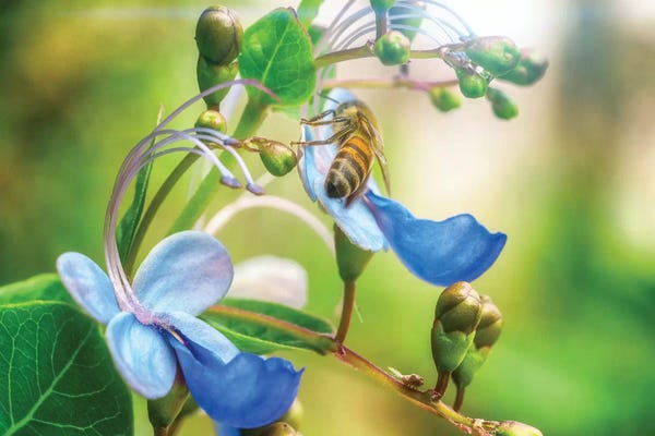 Bees: Bee Flower by Glauco Meneghelli