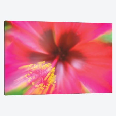 Pink Hibiscus Flower Canvas Print #GLM318} by Glauco Meneghelli Canvas Print